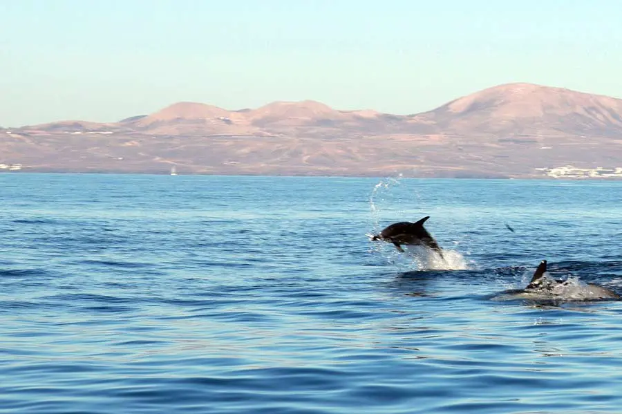 Dolphin Watching by Speedboat