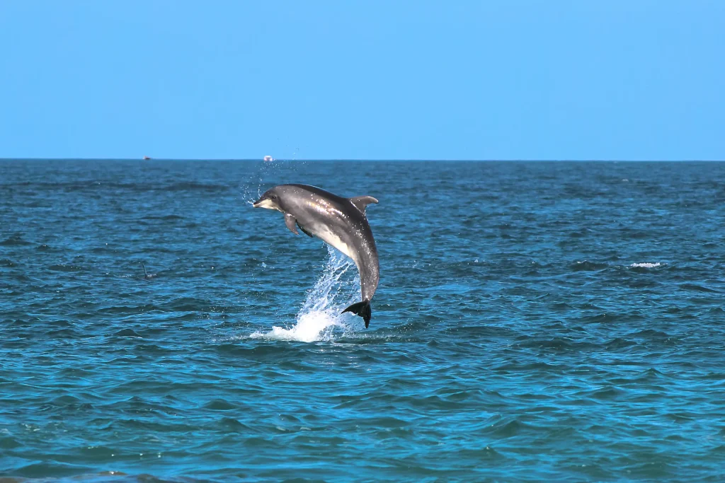 Private marine safari along the coast of Lanzarote.