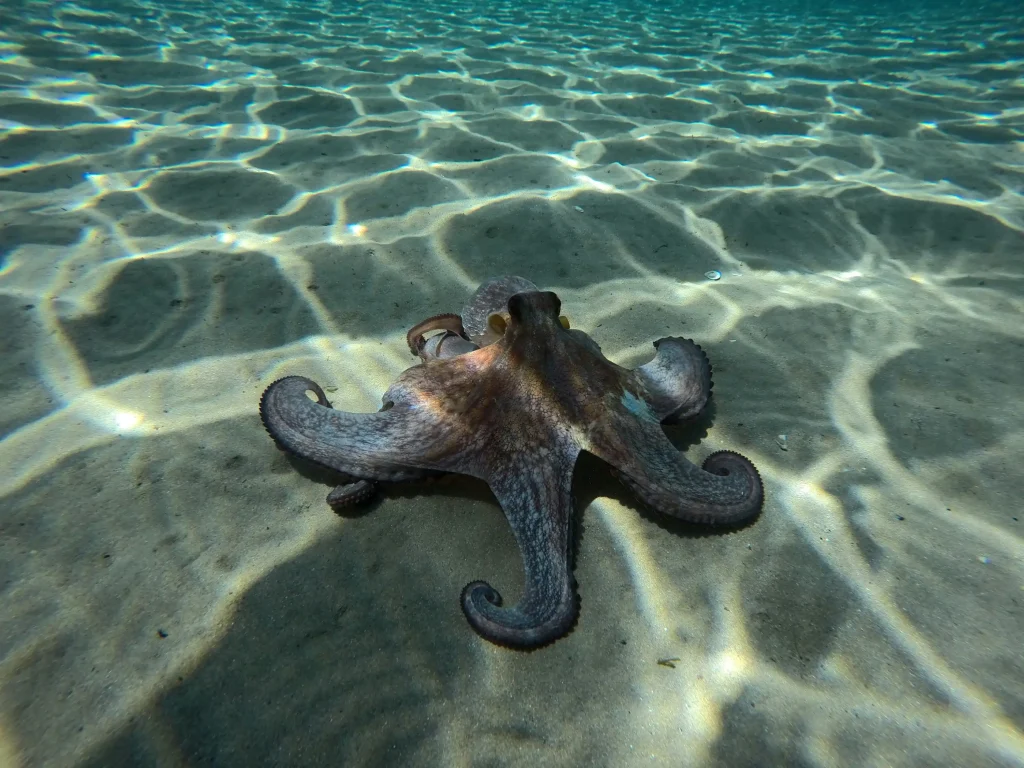 Buceo en Lanzarote