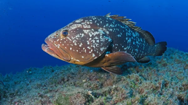 Scuba diving Lanzarote