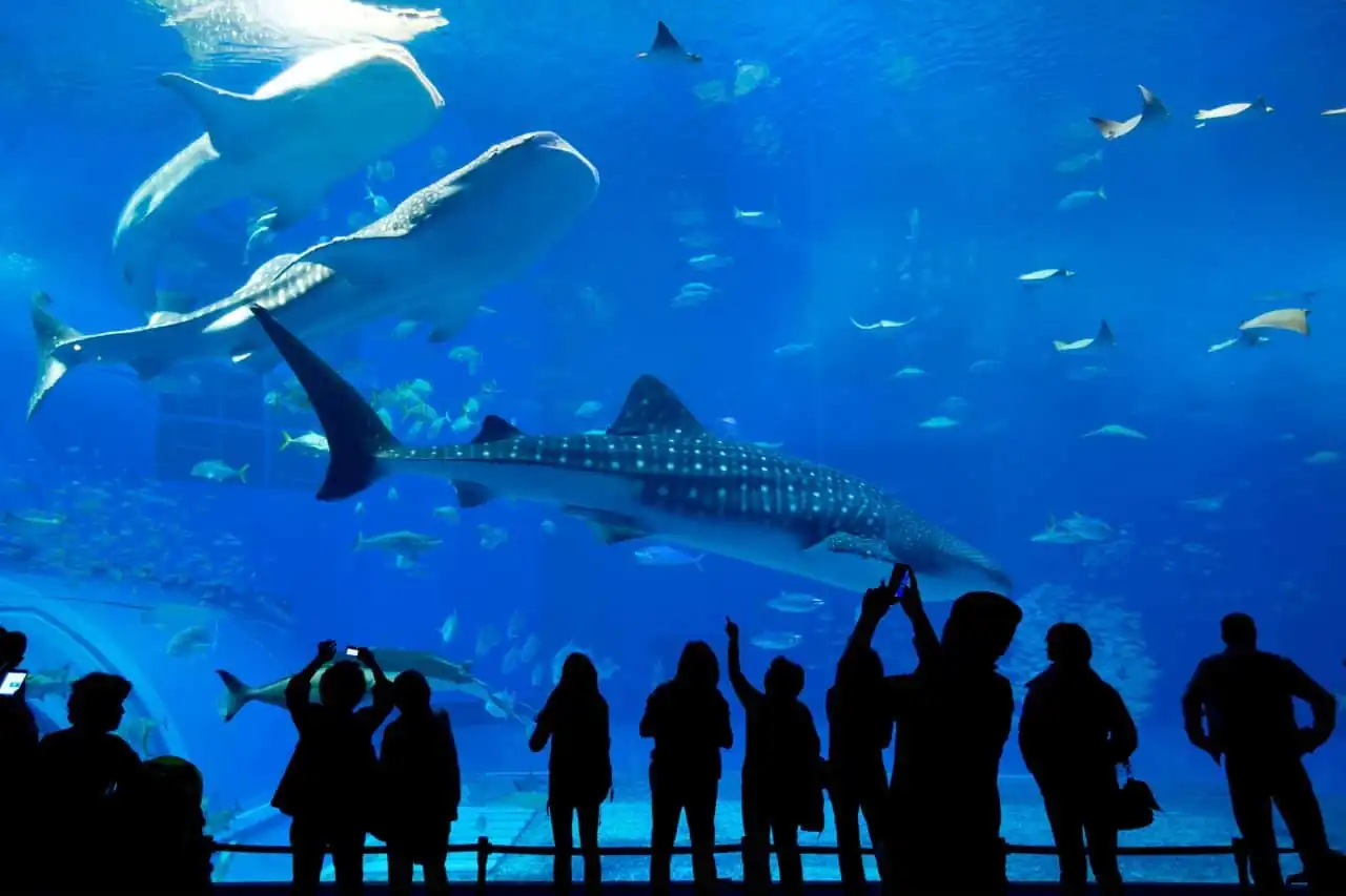Entradas para Siam Park, Loro Parque y Poema del Mar